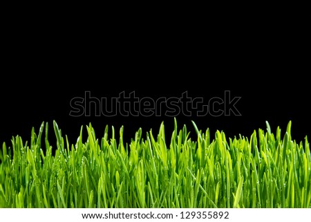 Grass on a black background