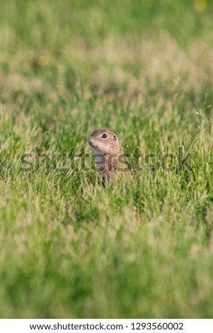 Gopher in the grass