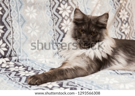 Gray and black Maine Coon cat sitting on Christmas background