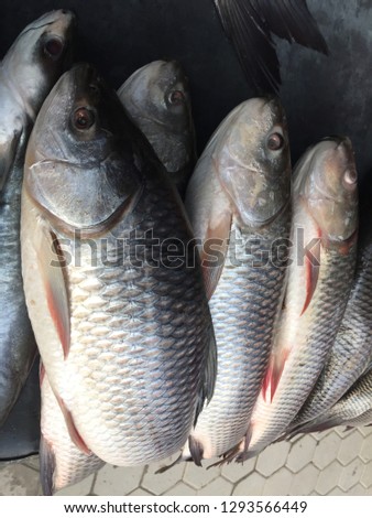 Special fish nepal .Kathmandu Nepal, Jan 24/2019.