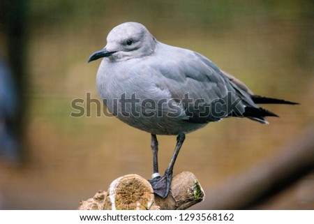 Glaucous gull, Larus hyperboreus, single bird on rock