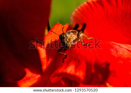 Gladiolus blossom with Red-legged Locust, flower garden, Webster County, West Virginia, USA        
