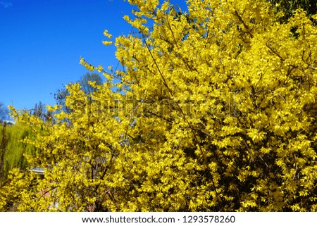 Beautiful yellow flowers 