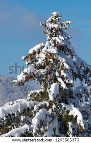 Detail of large spruce tree top and branches with cones covered in snow on blue background sky. Winter season, forestry, Christmas and New Year concepts.