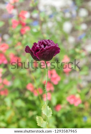 Single dark purple, almost black Poppy. The Black Peony Poppy are attractive flowering plants with silky fully double blooms. Portrait shot of single poppy with blurred background of flowers in garden