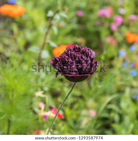 Single dark purple, almost black Poppy. The Black Peony Poppy are attractive flowering plants with silky fully double blooms. Central shot of single poppy with blurred background of flowers in garden.