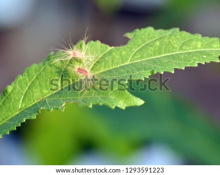 Anemochory - dispersal of seeds by wind. A pair of hairy seeds caught on a leaf. The fine hairs attached to the seed make them travel long distances floating through air. 