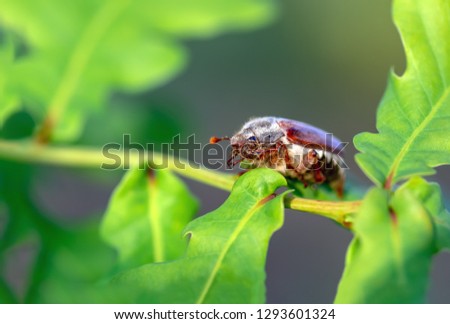 Background with chafer beetle. Close up view of the European beetle pest - common cockchafer melolontha also known as a May bug or Doodlebug on oak branch and leafs, at spring and summer time.
