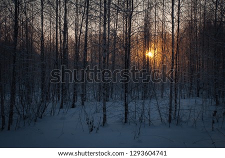 Winter picture of a wild russian forest