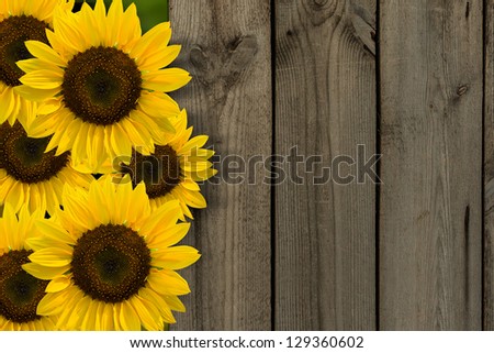 yellow sunflowers on background of old fence.