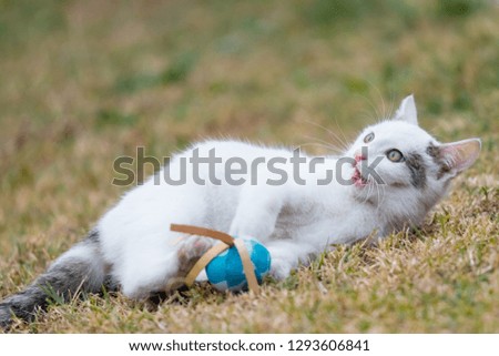 A little white cat is playing with blue ball on the grass.