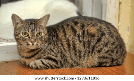 striped young cat portrait