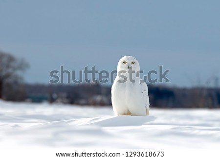 Snowy owl (Bubo scandiacus) male sitting in a sunny snow covered cornfield in winter in Ottawa, Canada