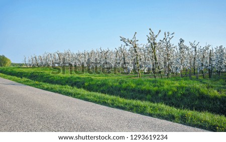 White cherry tree blossom, spring season in fruit orchards in Haspengouw agricultural region in Belgium, landscape