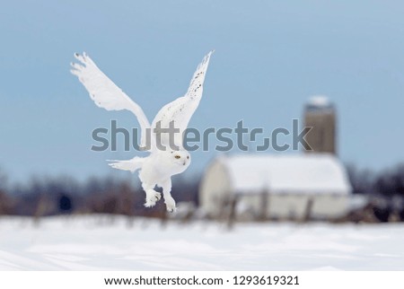 Snowy owl (Bubo scandiacus) male flying low hunting over an open sunny snowy cornfield in Ottawa, Canada