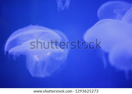 White medusa in deep blue aquarium