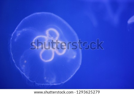 White medusa in deep blue aquarium