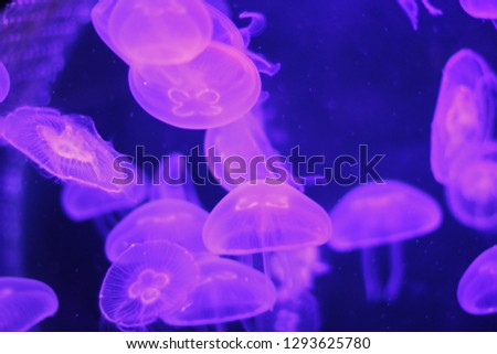 Pink medusa in dark blue aquarium
