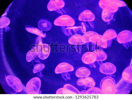 Pink medusa in dark blue aquarium
