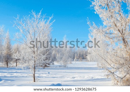 The trees are covered with snow and frost on a frosty and Sunny day.