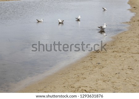 Seagulls in water on beach 