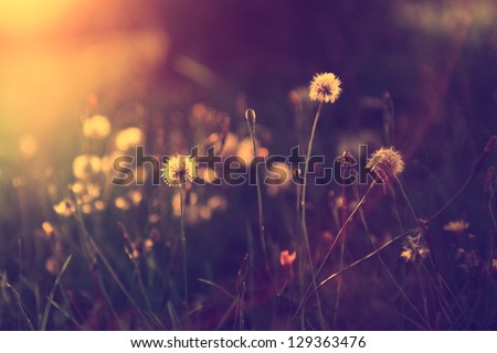 Vintage photo of dandelion field in sunset