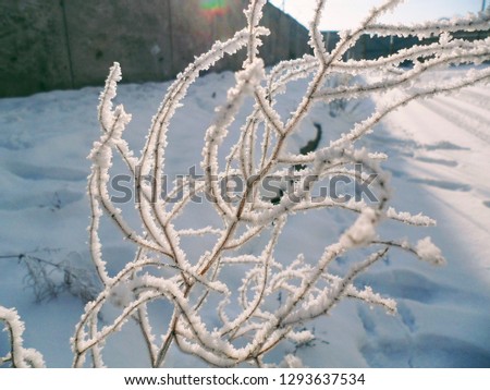 snow stuck to the plant
