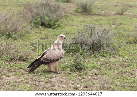 Pale Adult Tawny Eagle on Serengeti Plains of Tanzania Africa
