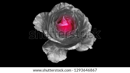 beautiful rose with full black background view with space for text