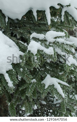 branches ate close-up under snow in winter vertically