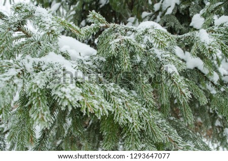 branches ate close-up in winter horizontally