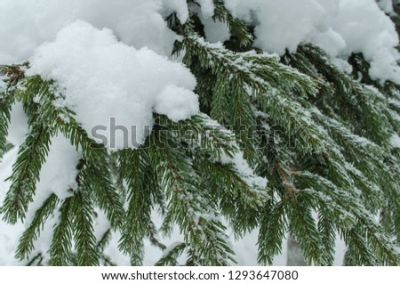 branches ate close-up under snow horizontally