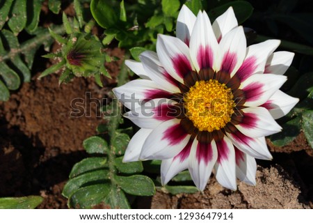 Gazania flower,African daisies,Asteraceae,daisy like composite flower heads in brilliant shades of white maroon, Daisy family flower,top view of gazania flower