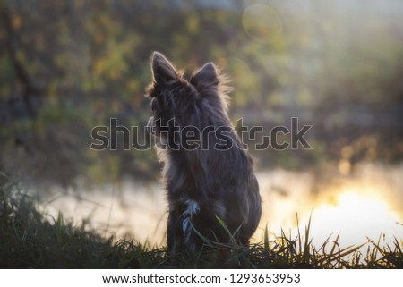 Dog on a bank of a river at sunset during summer