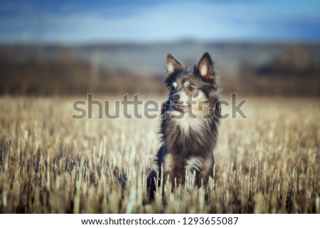 Dog in field in summer in sunshine