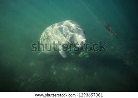 Amazon Manatee in a river