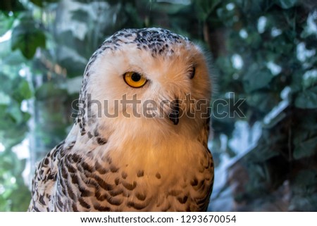 Owl animal bird