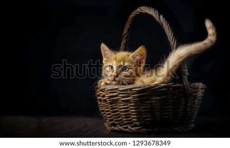  Cute ginger kitten in a wicker basket looking curious sideways. Black background with copy space.