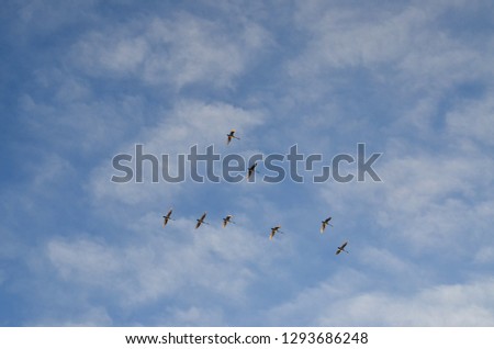 Swans flying in a v formation against the sky. Picture taken in Finland