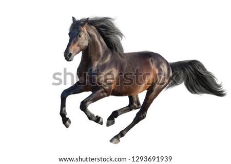 Bay stallion run gallop isolated on white Royalty-Free Stock Photo #1293691939
