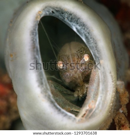Commensal Sponge Shrimp (Thaumastocaris streptopus). Picture was taken near Island Bangka in North Sulawesi, Indonesia