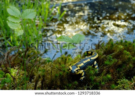 Fire Salamander with toxic skin