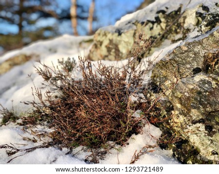 Wild grass close-up on a snow covered rock in Bergen, Norway