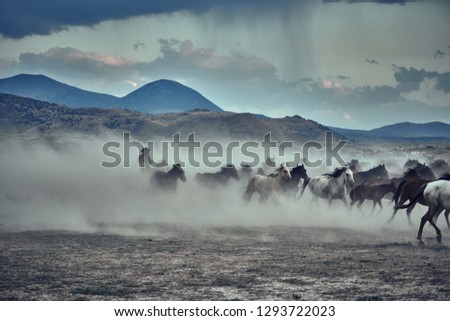 Wild horses running in dust and cowboys. Horses - Yilki Atlari live in Hurmetci Village, between Cappadocia and Kayseri, in Central Anatolian region of Turkey.                 