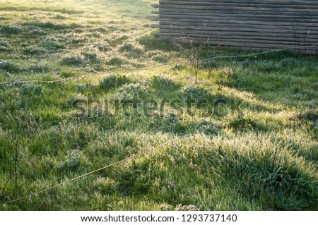 Frosty green grass at early morning in the field receives the first sunny rays of the day.  There`s a wooden construction in the background and two wires with hanging drops go through the frame.