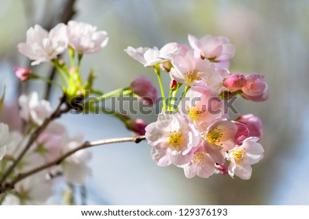 A branch of a cherry. Spring landscape. Close-up.