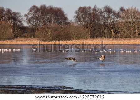 A couple of Canada Geese landing on the frozen water of Holywell Pond in Northumberland. A small flock of seagulls can also be seen standing on the frozen water.