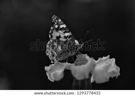 Butterfly in black and white photography. 