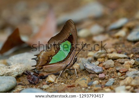 Geometridae butterfly picture