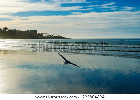 Flying Seagull over the beach during sunset time in La Jolla Beach, San Diego, California, USA